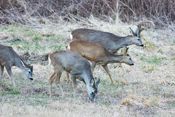 Wild roe deer herd in a field