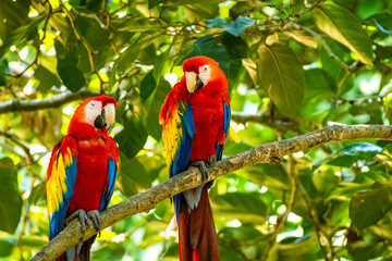nachplappern, bird, ara, rot, tier, schnabel, tropisch, bunt, natur, feather, altar, tierpark, nachplappern, green, blau, wild lebende tiere, wild, feather, dschungel, fauna, haustier, exotisch, hell,