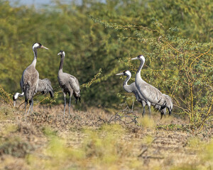 A flock of common cranes