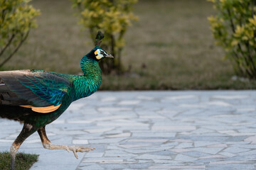Peacock exploring a garden while having an attitude
