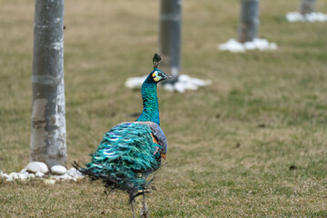 Peacock exploring a garden while having an attitude
