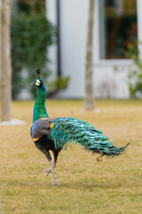 Peacock exploring a garden while having an attitude