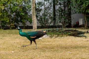 Peacock exploring a garden while having an attitude