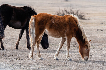 Wild foal captured in Letea Forest, the oldest natural reservation in Romania established in 1938...
