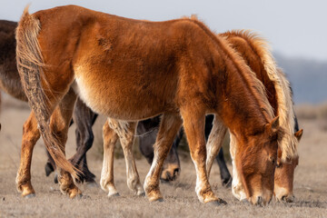 Naklejka na ściany i meble Wild horses captured in Letea Forest, the oldest natural reservation in Romania established in 1938 and locate in Danube Delta Biosphere Reserve