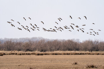 Flock of wild geese captured near Letea Forest, the oldest natural reservation in Romania established in 1938 and locate in Danube Delta Biosphere Reserve