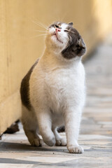 Playful stray cat captured in a cute moment while it was shaking