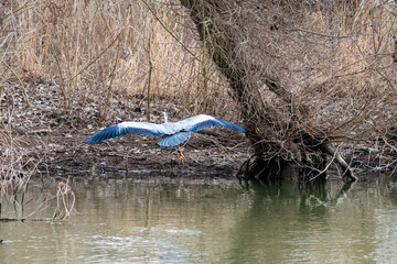 Blue heron flying close to water. Captured in Danube Delta Biosphere