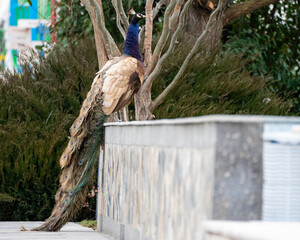 Peacock exploring a garden while having an attitude