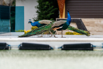 Peacock exploring a garden while having an attitude