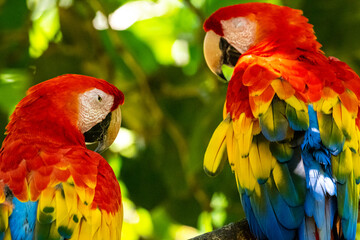 Papageien; Mittelamerika