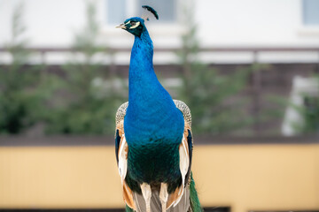 Peacock exploring a garden while having an attitude