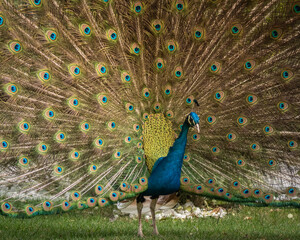 Colorful peacock fanning its train