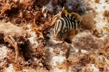 Digitally created watercolor painting of Nassau Grouper Epinephelus striatus swimming underwater