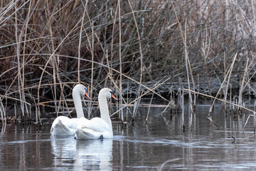 Swans swimming on one of the small canals of Danube Delta Biosphere