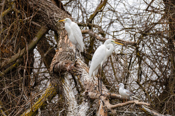 Great Egrets getting ready for night up a dead tree trunk away from predators