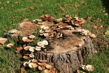 Mushroom on a log in the garden
