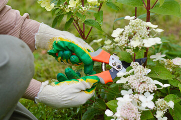 Summer seasonal gardening, female hands in gloves with pruning shears cut flowers on a white...
