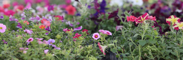 Bright flowers and herbs at flower market closeup