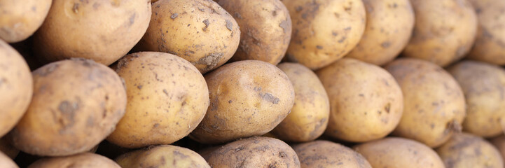 Big pile of yellow fresh potatoes in market