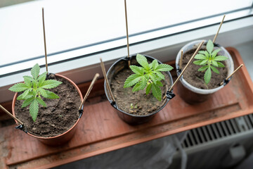 Cannabis Cannabispflanzen Anbau Zuhause