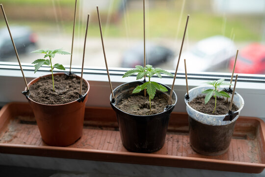 Cannabis Cannabispflanzen Anbau Zuhause
