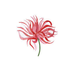
Chinese chrysanthemum, watercolor pink flower isolated on white background, pink aster