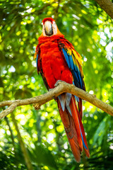 Roatan, Honduras, Karibik, Papagei