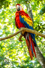 Roatan, Honduras, Karibik, Papagei