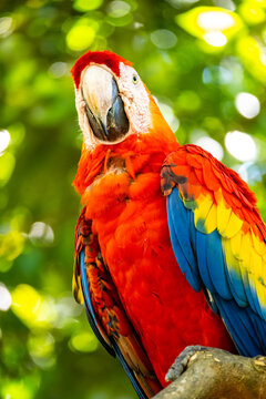 Roatan, Honduras, Karibik, Papagei