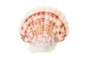 isolated shell of ocean mussel and snail