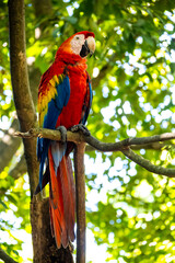 Roatan, Honduras, Karibik, Papagei