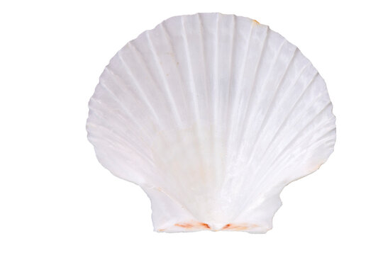 isolated shell of ocean mussel and snail