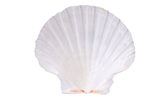 isolated shell of ocean mussel and snail