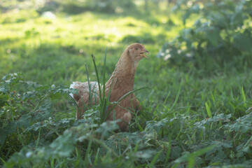 Gallina Domestica Criolla