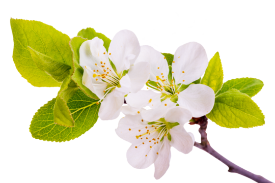 blossom of plum tree isolated over transparent background
