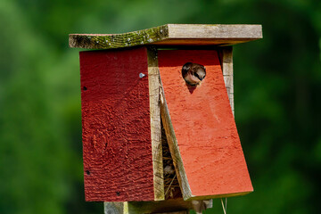 red bird house