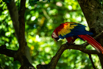 Roatan, Honduras, Karibik, Papagei