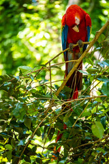 Roatan, Honduras, Karibik, Papagei
