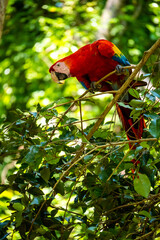 Roatan, Honduras, Karibik, Papagei