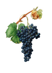 Botanical vintage Grape Spanna (Vitis Vinifera Pedemontana) on a transparent background