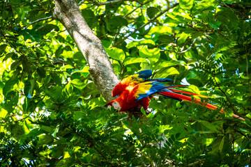 Roatan, Honduras, Karibik, Papagei