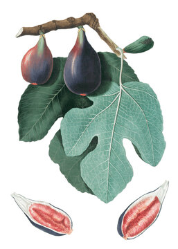 Botanical vintage Fig (Figus Carica) on a transparent background
