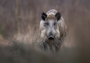 Wild boar close up ( Sus scrofa )