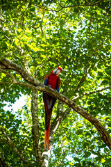 Roatan, Honduras, Karibik, Papagei