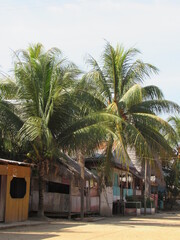 Obraz premium palm trees in the park