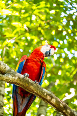 Roatan, Honduras, Karibik, Papagei