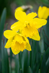 Obraz premium Close up of two Daffodil flowers