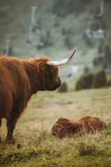 Scottish Cow
