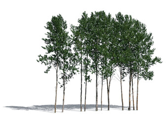 Group of aspen trees from the genus populus isolated on white background